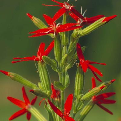 Silene regia 