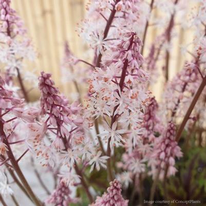 Tiarella Angel Wings