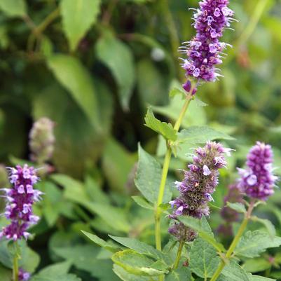 Agastache foeniculum 