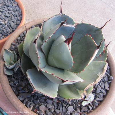 Agave truncata 