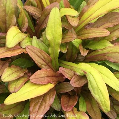 Ajuga Fancy Finch