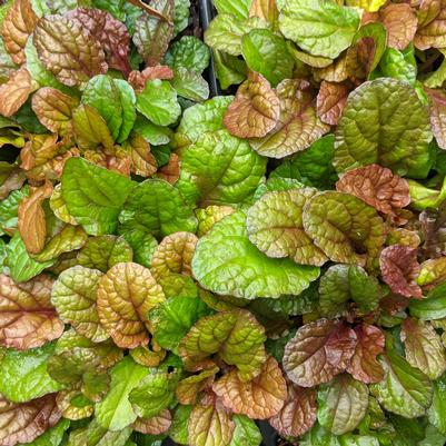 Ajuga tenorei x reptans Parrot Paradise