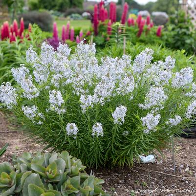 Amsonia String Theory