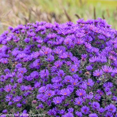 Aster novae-angliae Grape Crush