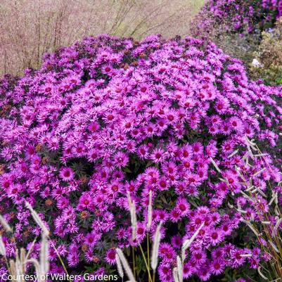 Aster novae-angliae Pink Crush