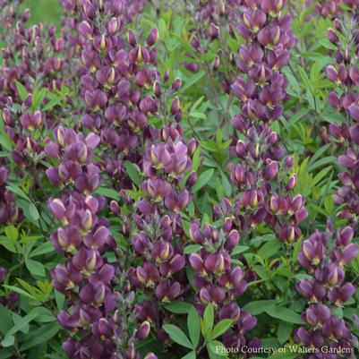 Baptisia Burgundy Blast