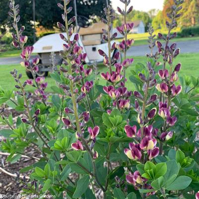 Baptisia Grape Escape