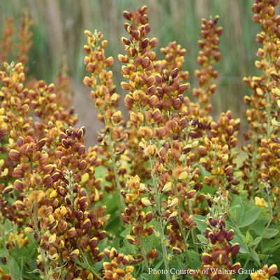 Baptisia Honey Roasted