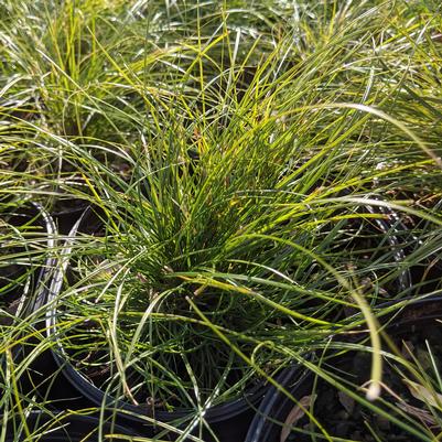 Carex texensis 