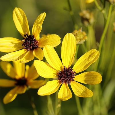 Coreopsis tripteris 