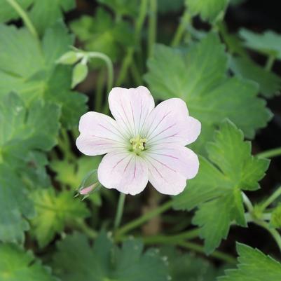 Geranium Dreamland