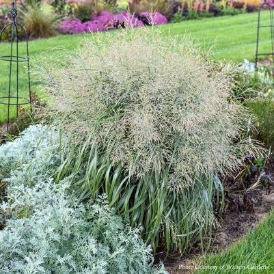 Panicum Niagara Falls