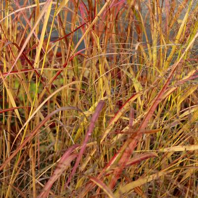 Panicum virgatum 