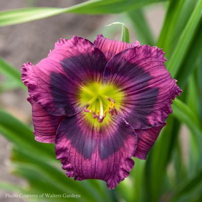 Hemerocallis Kansas Kitten