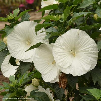 Hibiscus Marshmallow Moon