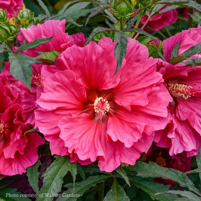 Hibiscus Watermelon Ruffles