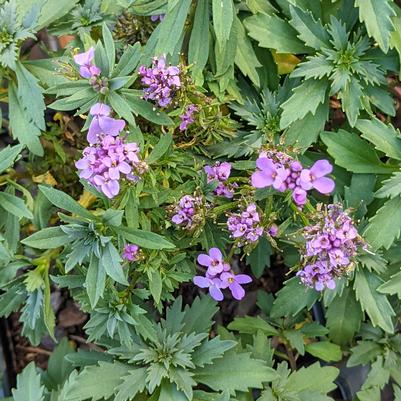 Iberis Mermaid Lavender