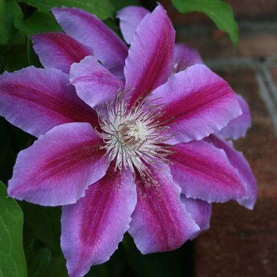 Clematis Dr. Ruppel