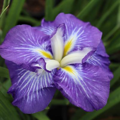 Iris ensata Carrot Cake