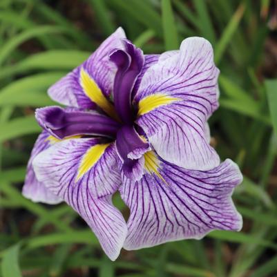 Iris ensata Dinnerplate Sundae