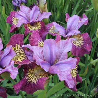 Iris sibirica Peacock Miss Apple