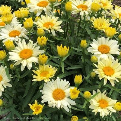 Leucanthemum Sunshine Freak