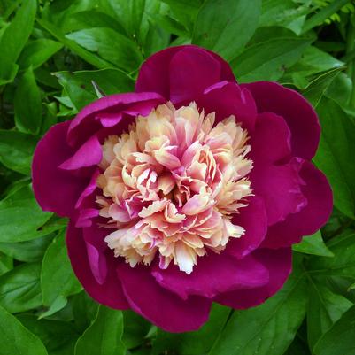 Paeonia lactiflora White Cap