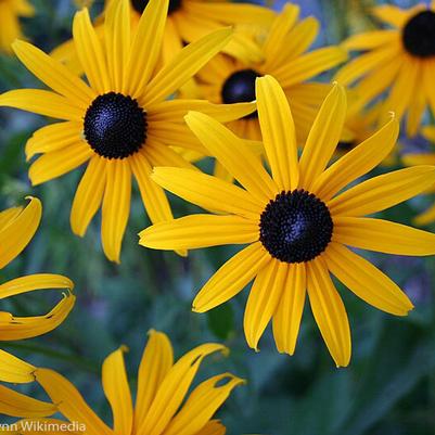 Rudbeckia hirta 