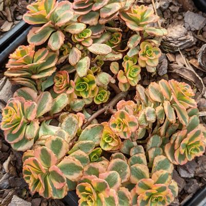 Sedum spurium What a Doozie