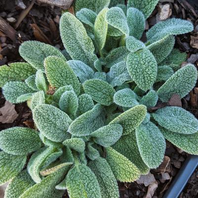 Stachys byzantina Little Lamb