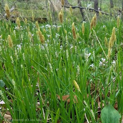 Carex woodii 