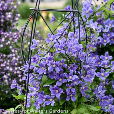 Clematis Rain Dance