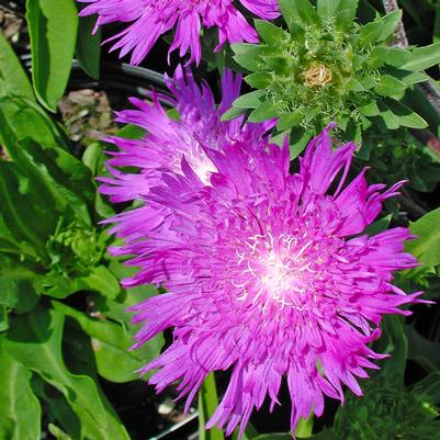 Stokesia Honeysong Purple