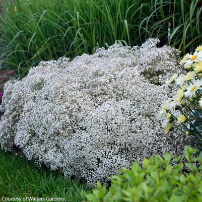 Gypsophila Summer Sparkles