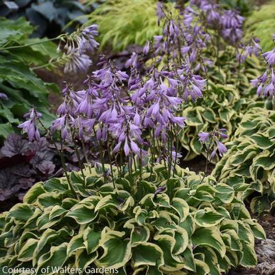 Hosta Wrinkle in Time