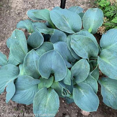 Hosta Silver Bullet