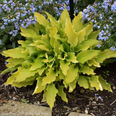 Hosta Time in a Bottle