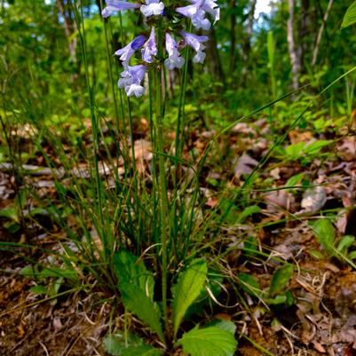 Salvia lyrata 