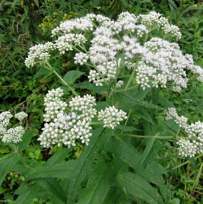 Eupatorium perfoliatum 