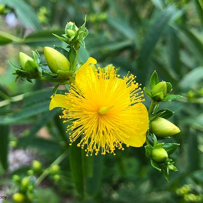 Hypericum perforatum 