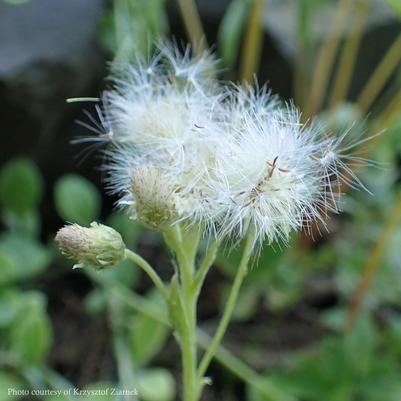 Antennaria plantaginifolia 