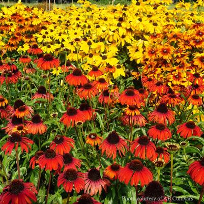 Echinacea Postman