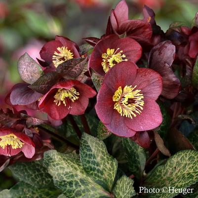 Helleborus Mona Marble