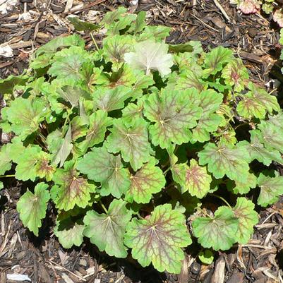 Heuchera americana 