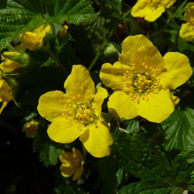 Geum ternata 