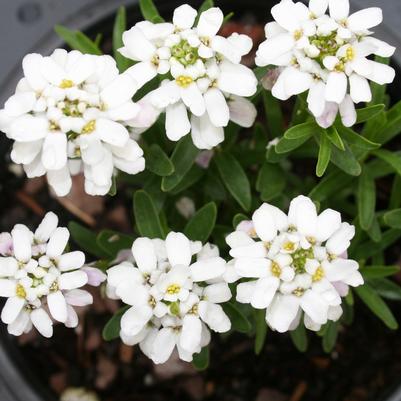 Iberis sempervirens Little Gem