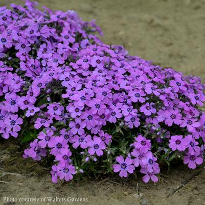 Phlox subulata Eye Shadow