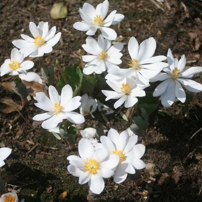 Sanguinaria canadensis 