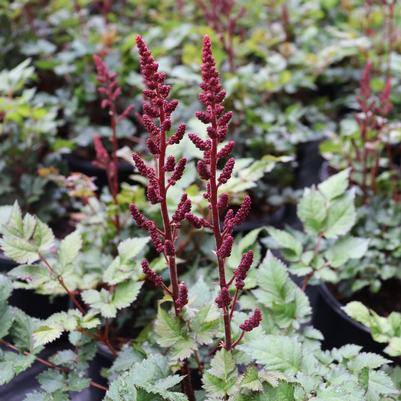 Astilbe chinensis Vision Volcano