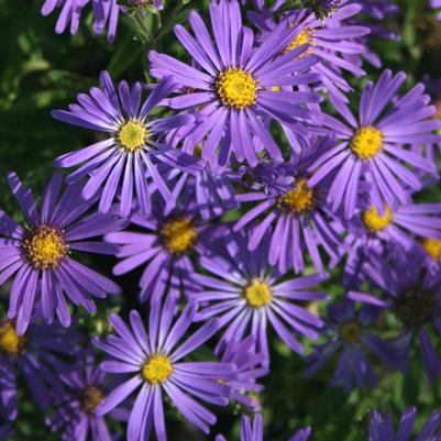 Aster (symphyotrichum) x Blue Autumn